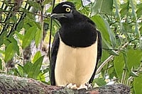 Argentina Diary: Iguazu Falls And The Power Of Nature Ready for a Close-up: Birds like jays are a big draw at Iguazu Falls