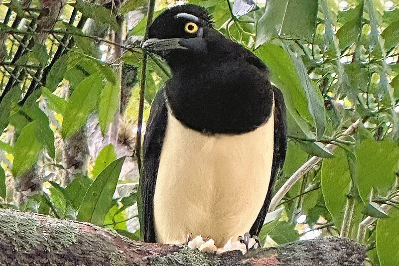 Ready for a Close-up: Birds like jays are a big draw at Iguazu Falls