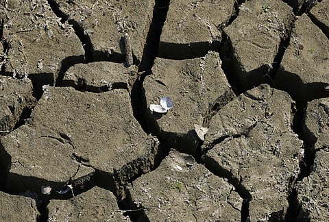 A freshwater shell lays on a dry ground as water levels have dropped on the Danube River in Petrovaradin, Serbia, Tuesday, Aug. 25, 2026. 