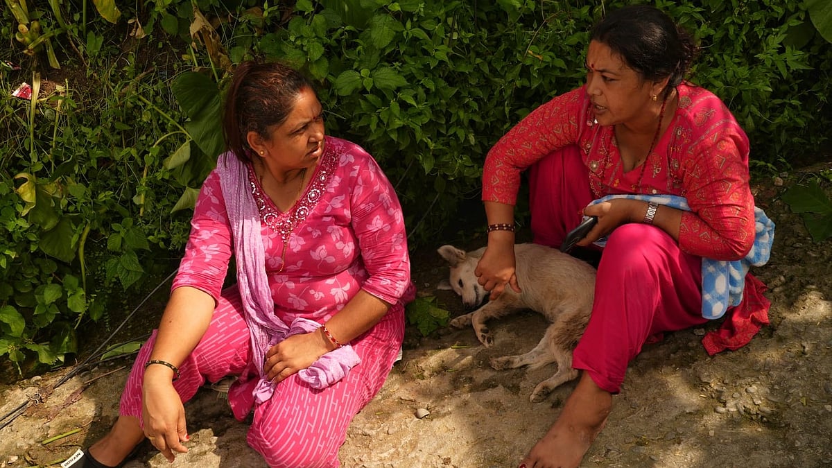 A female dog braves the devastating floods in Nepal - Suresh K Pandey/Outlook