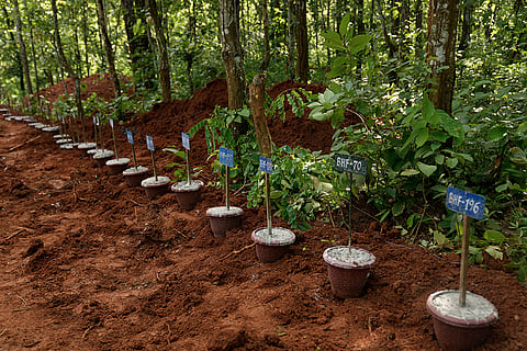 Numbered identification tags placed inside pots mark the graves of flash flood victims at a mass burial site in Chitwan, Nepal.
