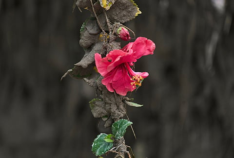 A hibiscus flower blooms from a muddy stem covered in silt in the aftermath of flash floods in Dhading District, Nepal, Sunday, Aug. 30, 2026. 