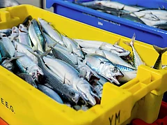 Bihar has advised people not to consume unknown fish found with floodwaters entering from Nepal. - Representative image