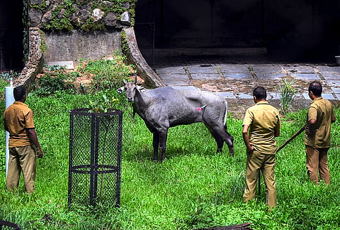 Zoo staff stand by as a tranquiliser dart hits a violent 'nilgai' during an operation to bring the animal under control, at the Zoological Park, in Thiruvananthapuram, Keralam.
