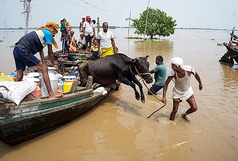 People, with their cattle, arrive from a flooded area following a rise in the water level of the Ganga river, in Patna, Bihar, Sunday, Sept. 6, 2026. 