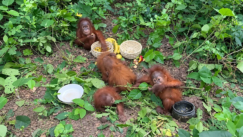 SS from Viral video : Baby Orangutans Rescued In Odisha