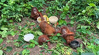 What We Know About 5 Baby Orangutans Rescued In Odisha SS from Viral video : Baby Orangutans Rescued In Odisha