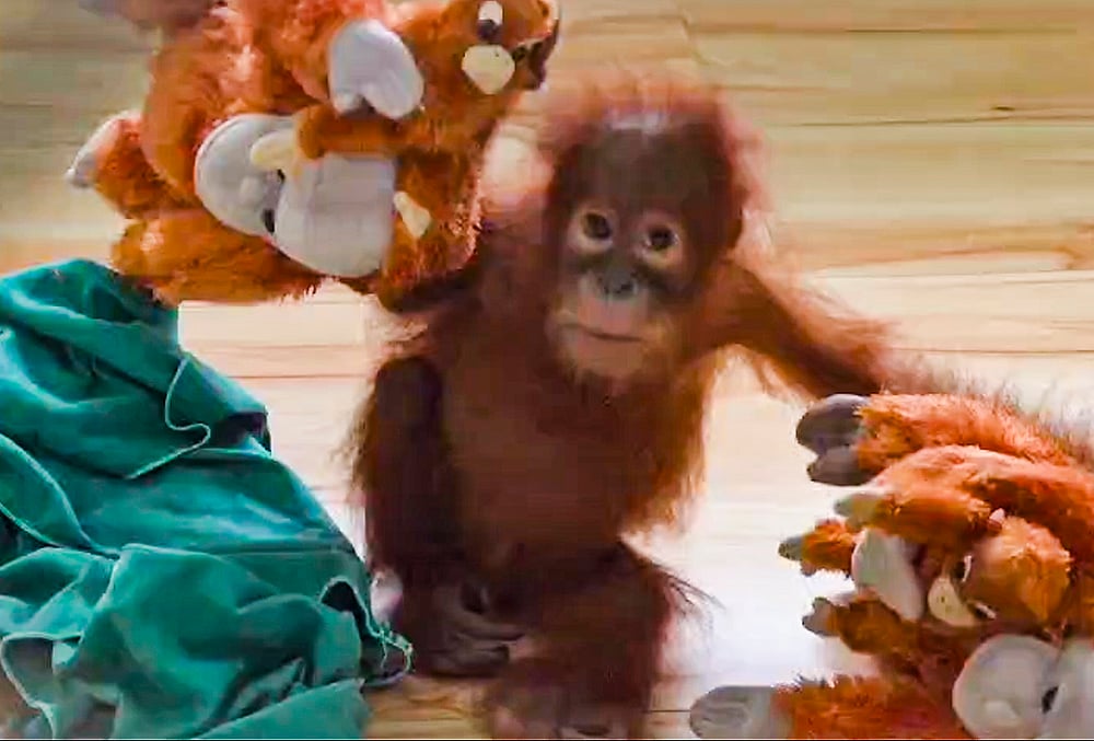 Rescued baby orangutans at a zoo in Odisha
In this screengrab from a video received on Sept. 10, 2026, two baby orangutans, who were recently rescued from Balasore district, play with soft toys in a quarantine cell at the Nandankanan Zoological Park, in Khordha district, Odisha.