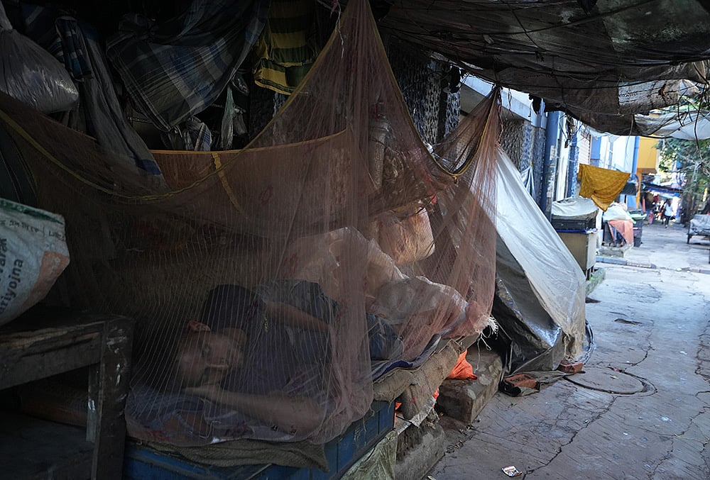 A pavement dweller rests