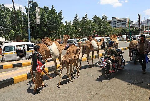 A herder leads his camels in Sanaa, Yemen, Monday, Sept. 14, 2026. 