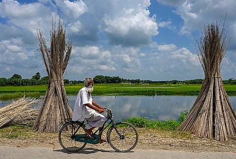 A man rides a bicycle past harvested jute stalks laid out to dry on a cloudy day, in Nadia district, West Bengal.