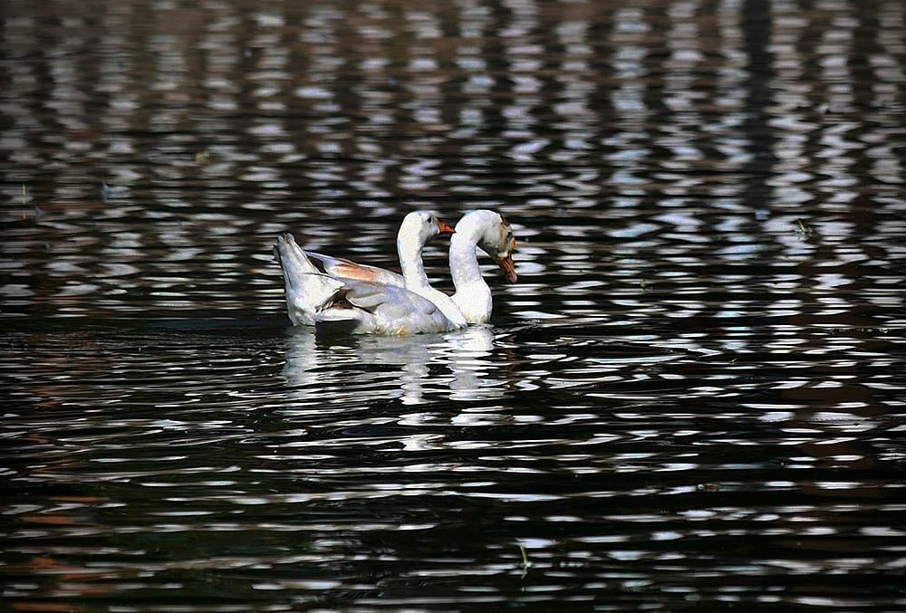 Guwahati: A pair of geese swim side-by-side in a waterbody at Jorpukhuri Park, in Guwahati, Assam. - | Photo: PTI 