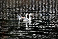 Day In Pics: September 16, 2026 | Photo: PTI : Guwahati: A pair of geese swim side-by-side in a waterbody at Jorpukhuri Park, in Guwahati, Assam.