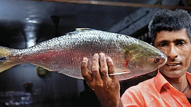 Why Is India Now Exporting Hilsa To Bangladesh? What Caused Trade Reversal