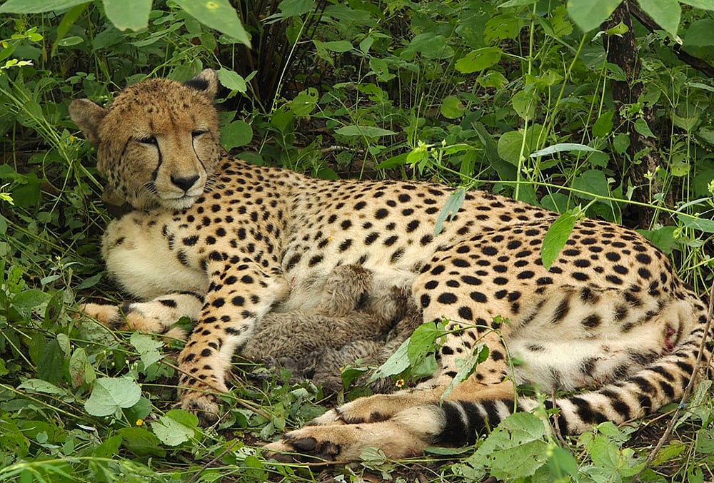 An Indian-born female cheetah, KGP12, rests with her four newborn cubs at Kuno National Park, in Sheopur, Madhya Pradesh.  - | Photo: @byadavbjp/X via PTI 