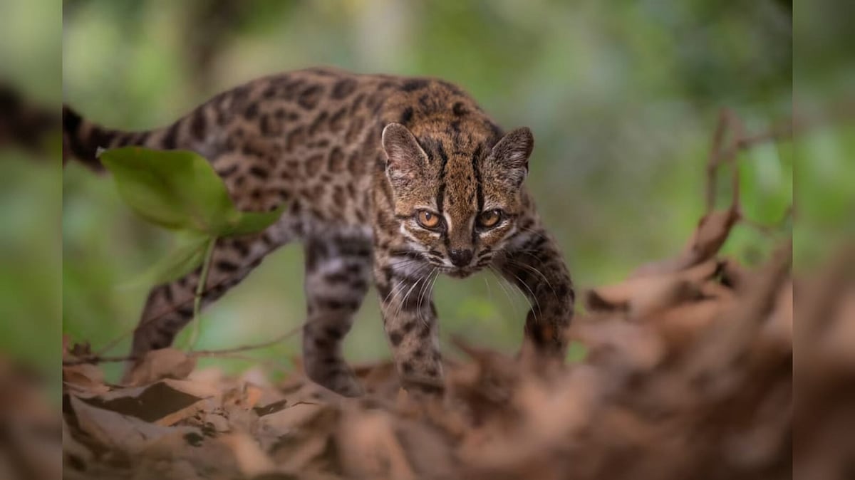 A Leopardus tilcayo cat, a newly identified species through research led by National Geographic Explorer Paola Nogales Ascarrunz - Reuters