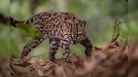 Reuters : A Leopardus tilcayo cat, a newly identified species through research led by National Geographic Explorer Paola Nogales Ascarrunz