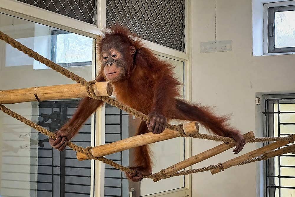 Juvenile Orangutan