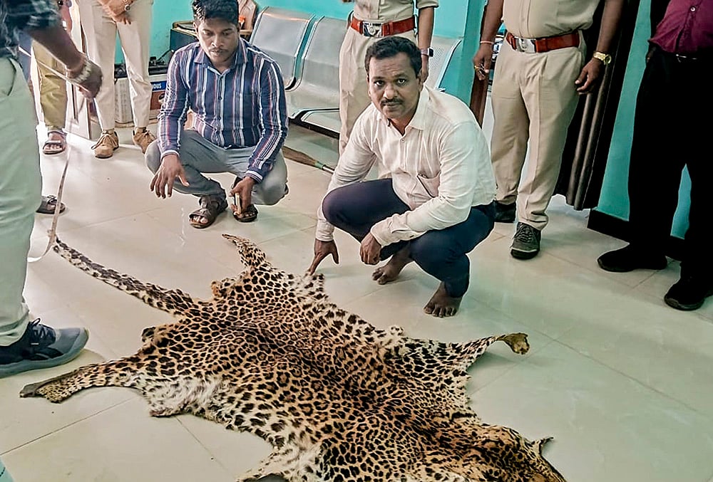 Seized leopard skin in Odisha