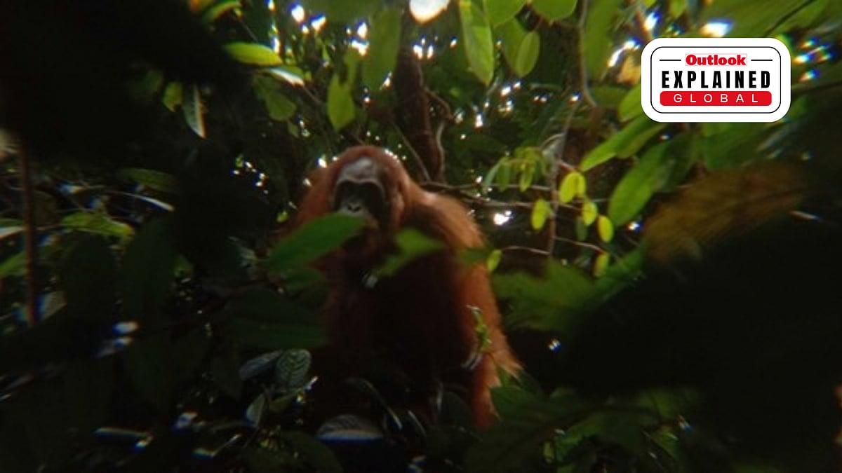 Indonesia’s Cash-For-Photos Scheme: How Villagers Are Being Paid To Protect Wildlife -  | Borneo Futures