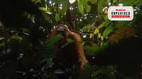 Indonesia’s Cash-For-Photos Scheme: How Villagers Are Being Paid To Protect Wildlife | Borneo Futures : Indonesia’s Cash-For-Photos Scheme: How Villagers Are Being Paid To Protect Wildlife