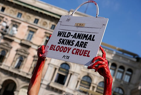 A PETA (People for the Ethical Treatment of Animals) activist stage a protest urging fashion brands to eliminate wild animal skins, in front of the Duomo gothic cathedral in Milan, Italy, Tuesday, Sept. 22, 2026. 