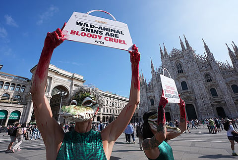 PETA (People for the Ethical Treatment of Animals) activists stage a protest urging fashion brands to eliminate wild animal skins, in front of the Duomo gothic cathedral in Milan, Italy, Tuesday, Sept. 22, 2026. 