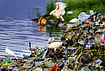 Day In Pics: September 24, 2026 | Photo: PTI : Black-headed ibises forage for food among plastic waste and garbage dumped along the banks of Ana Sagar Lake, in Ajmer.