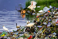 | Photo: PTI : Black-headed ibises forage for food among plastic waste and garbage dumped along the banks of Ana Sagar Lake, in Ajmer.