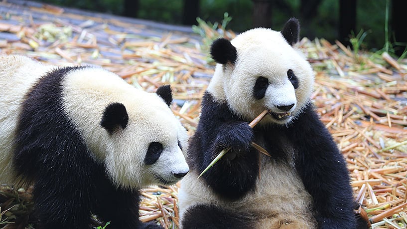 Representational Photo - Chengdu Research Base of Giant Panda Breeding