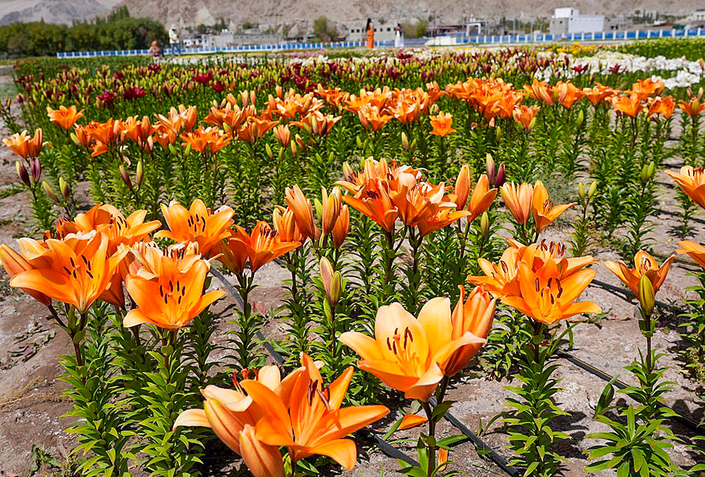 LG Ladakh directs DCs to expand high-value floriculture across six districts