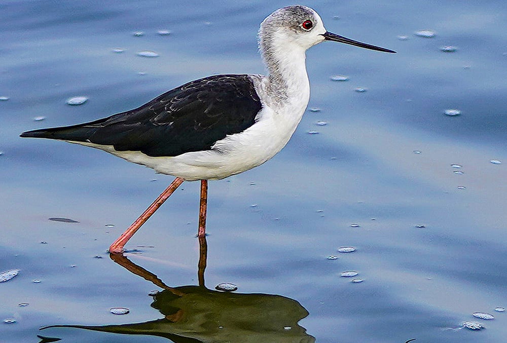 Black-winged Stilt