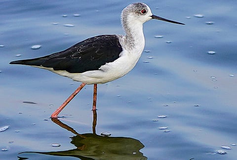 A black-winged stilt stands at Anasagar lake, in Ajmer, Rajasthan.