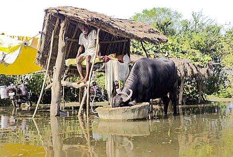 A man sits with his cattle in a flood-affected village as the swelling Ghaghra river inundates local settlements, flowing above the danger mark, in Gonda district, Uttar Pradesh.