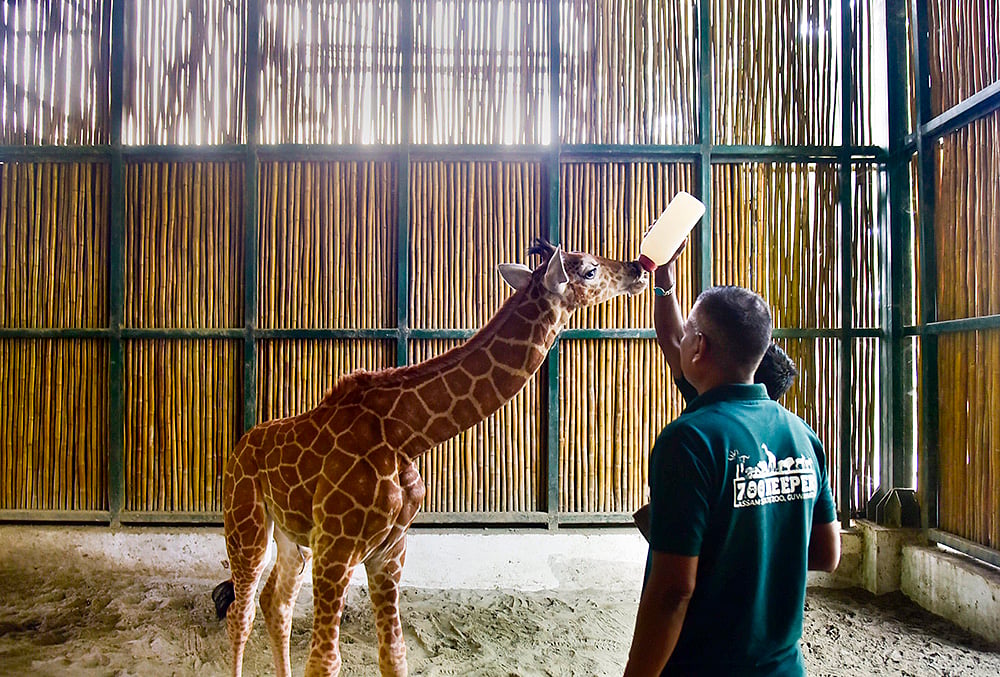Giraffe calf bottle-fed by zookeeper at Assam Zoo in Guwahati