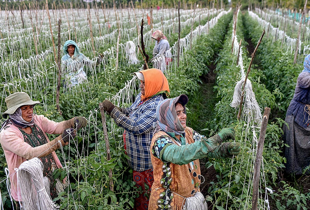 Workers tie threads to tomato plants