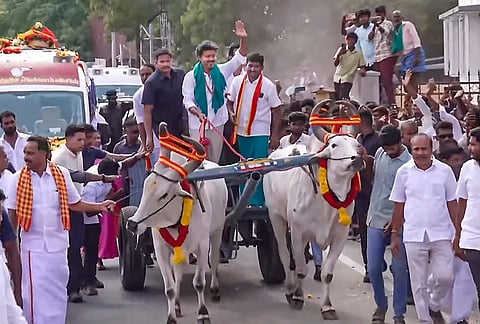 Tamil Nadu Chief Minister C Joseph Vijay drives a bullock cart alongside party leaders KG Arunraj and C Vijayabaskar during a campaign roadshow ahead of the Dharapuram Assembly constituency by-election, at Dharapuram in Tiruppur district, Tamil Nadu. 
