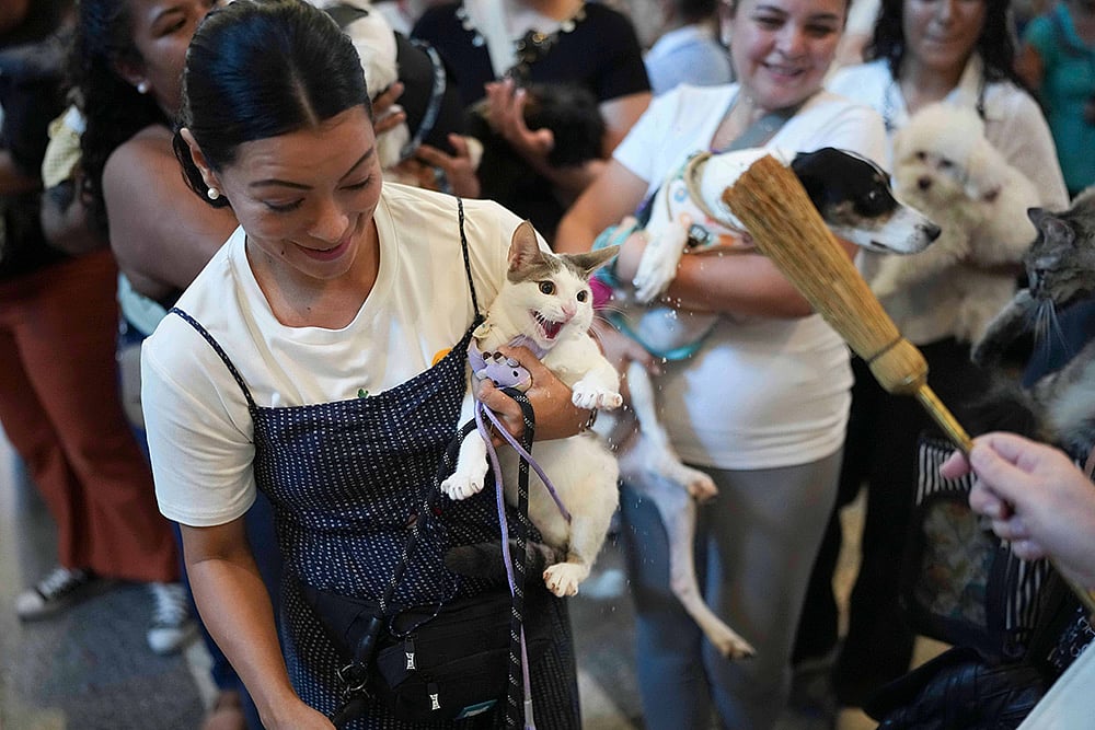 A priest sprinkles holy water on a cat during a blessing of the animals ceremony honoring St. Francis of Assisi, the patron saint of animals, in Panama City, Sunday, Oct. 4, 2026. - | Photo: AP/Matias Delacroix
