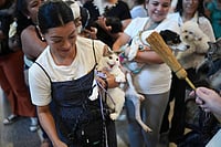 In Photos: Worshippers Across The World Bring Pets For Blessings On St. Francis Day | Photo: AP/Matias Delacroix : A priest sprinkles holy water on a cat during a blessing of the animals ceremony honoring St. Francis of Assisi, the patron saint of animals, in Panama City, Sunday, Oct. 4, 2026.