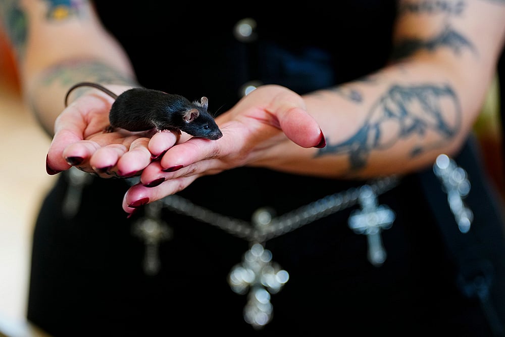 Chile Blessing of the Animals 2026