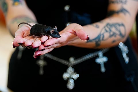 A woman shows her mouse named Emily after attending the blessing of the animals ceremony at the Basilica of Our Lady of Mount Carmel on the feast day of St. Francis of Assisi in Santiago, Chile, Sunday, Oct. 4, 2026.