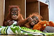Day In Pics: October 05, 2026 | Photo: PTI : Rescued baby orangutans during their quarantine period at Nandankanan Zoological Park, in Bhubaneswar. The infants were rescued from Balasore district.