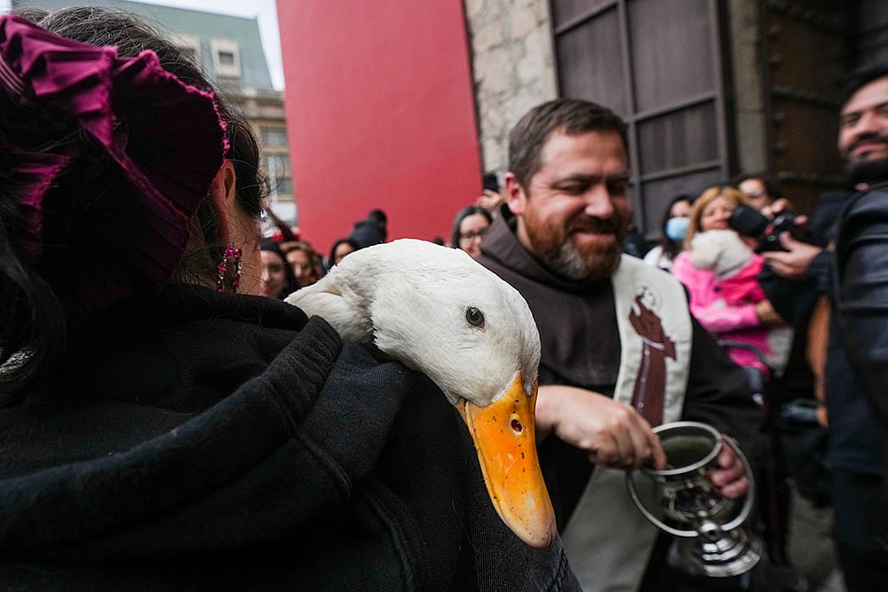 St Francis Blessing Of The Animals 2026