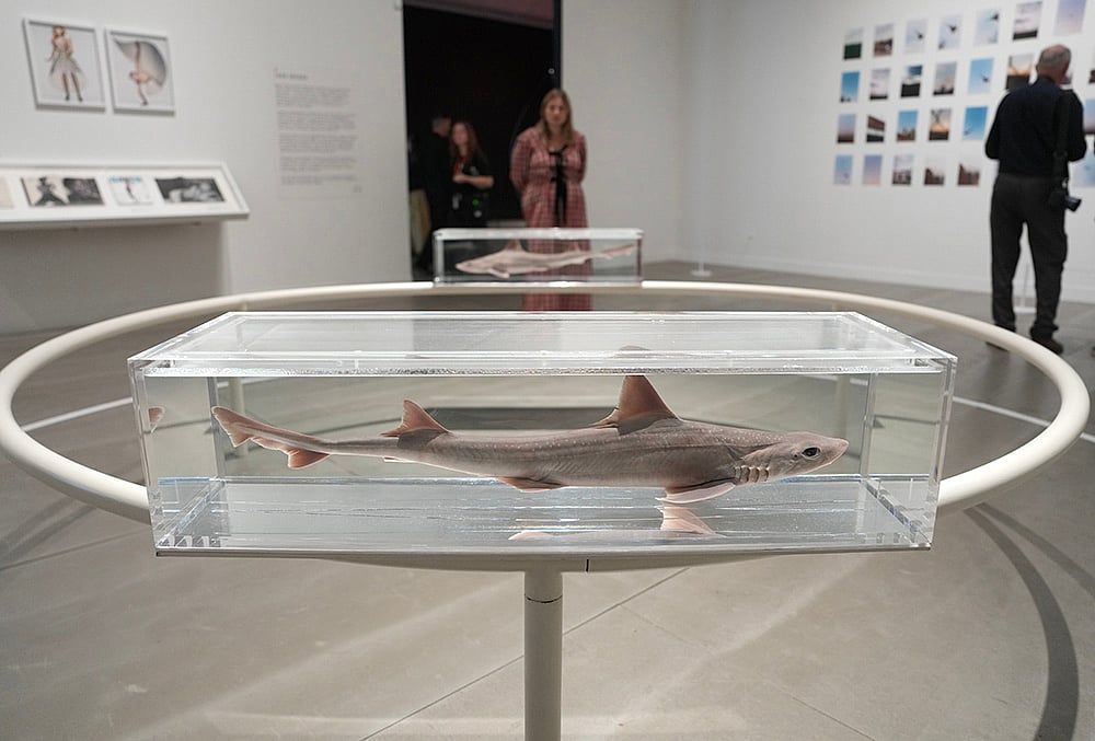 An installation Two Similar Swimming Forms in Infinite Flight by Damien Hirst 