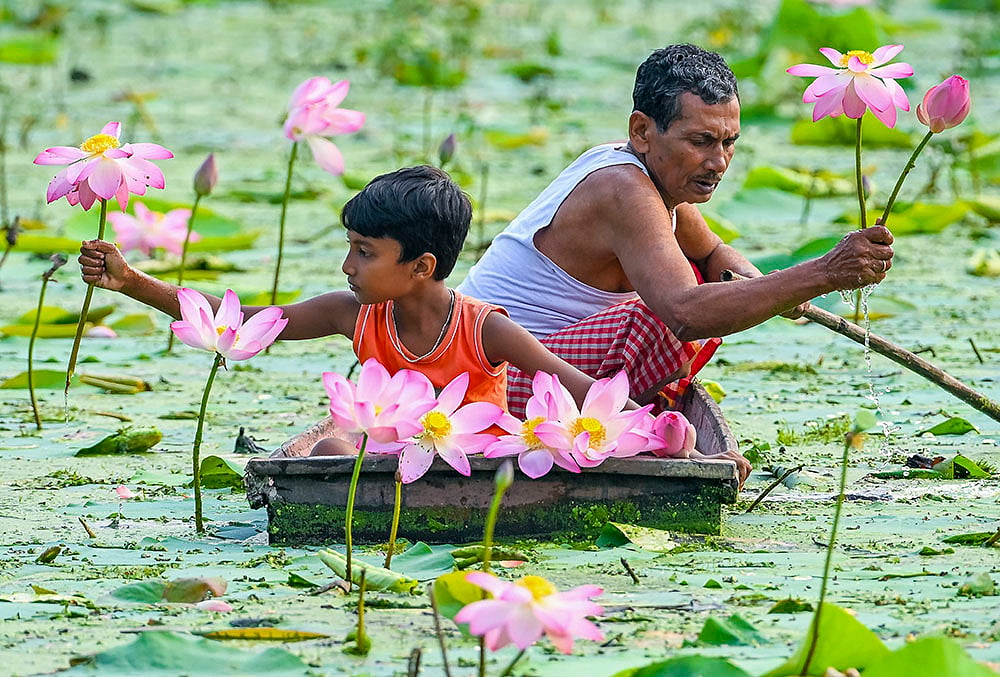 Lotus harvest in Nadia