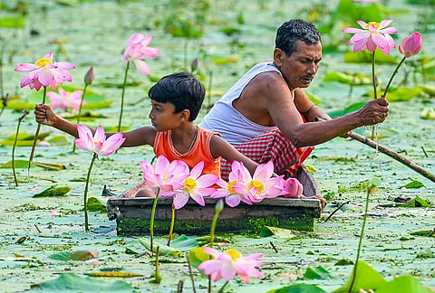 An elderly man and a child harvest lotus flowers, essential for rituals during the upcoming Durga Puja festival, from a water body, in Nadia district, West Bengal. Lotus flowers are extensively used during special offerings and rituals, notably during Sandhi Puja, throughout the festival.