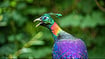 Shutterstock : A close up view of the Himalayan monal (Lophophorus impejanus) in wildlife
