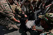 In Photos: Police Detain Protesters In Delhi During Demonstration Seeking CEC’s Resignation | Photo: AP/Manish Swarup : Police detain protesters during a demonstration demanding the resignation of Chief Election Commissioner Gyanesh Kumar in New Delhi, India, Saturday, Oct. 10, 2026.