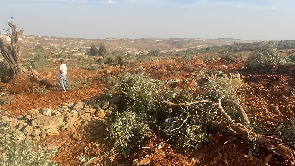 Israeli settlers attacked Palestinian olive harvesters in Abu Falah, burning olive trees and throwing stones at villagers. - X