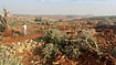 West Bank Attack: Israeli Settlers Injure Journalist, Burn Olive Trees X : Israeli settlers attacked Palestinian olive harvesters in Abu Falah, burning olive trees and throwing stones at villagers.